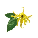 Mokosh Olejek Ylang Ylang 10ml